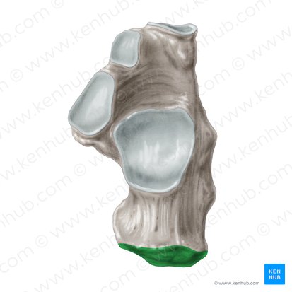 Calcaneal tuberosity (Tuber calcanei); Image: Samantha Zimmerman