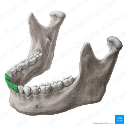 Incisor teeth (Dentes incisivi); Image: Yousun Koh