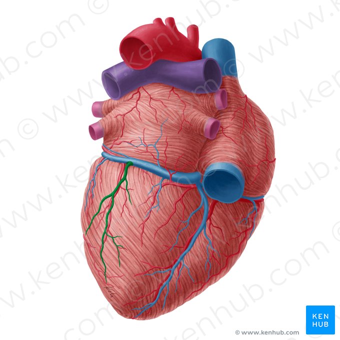 Vena inferior ventriculi sinistri (Untere Vene der linken Herzkammer); Bild: Yousun Koh