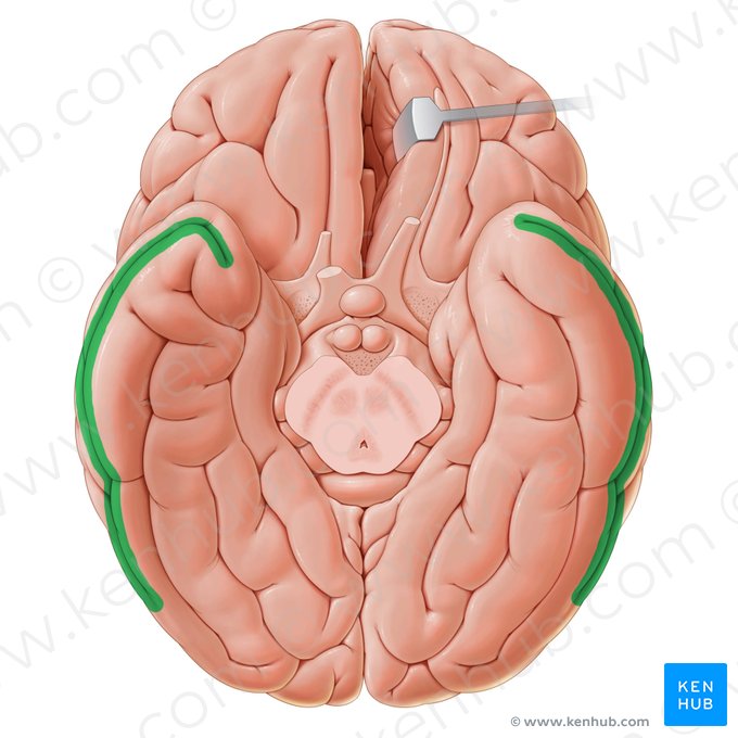 Sulcus temporalis inferior (Untere Schläfenfurche); Bild: Paul Kim