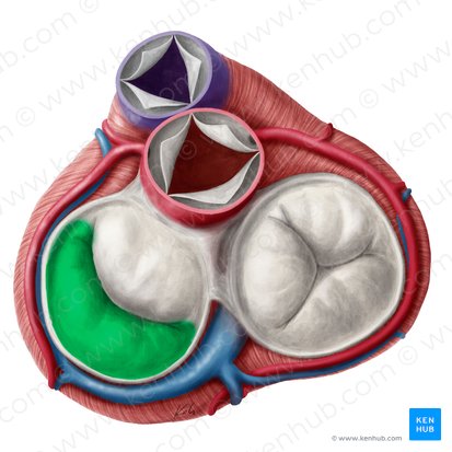 Posterior leaflet of left atrioventricular valve (Cuspis posterior valvae atrioventricularis sinistrae); Image: Yousun Koh