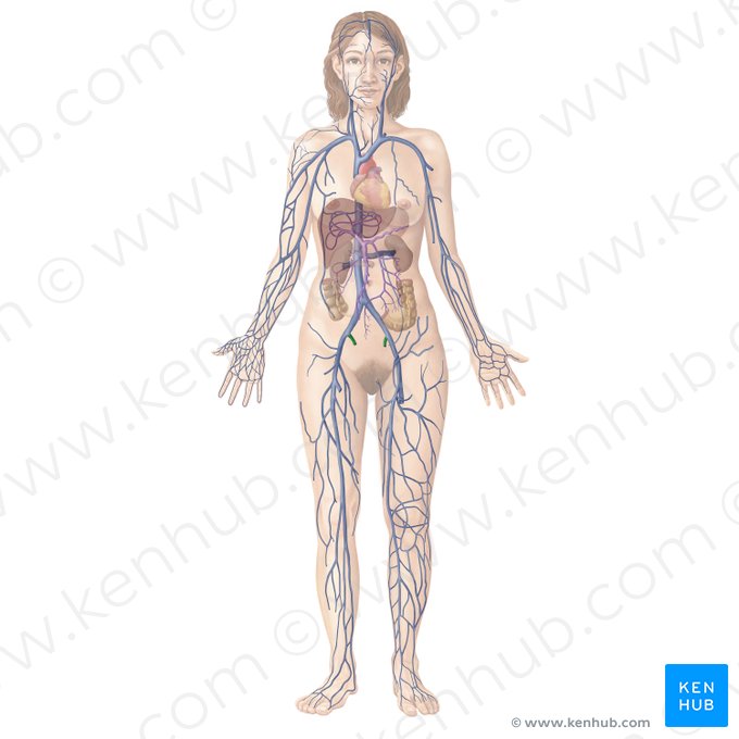 Internal iliac vein (Vena iliaca interna); Image: Begoña Rodriguez