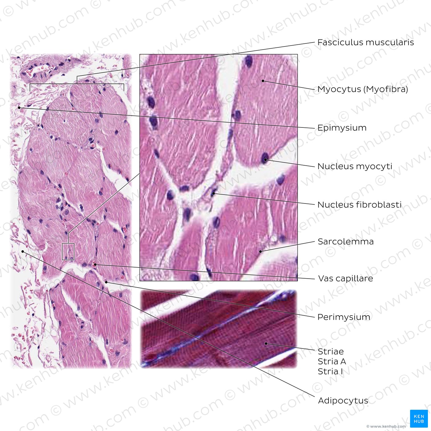 Beispiel einer histologischen Darstellung: Skelettmuskelgewebe