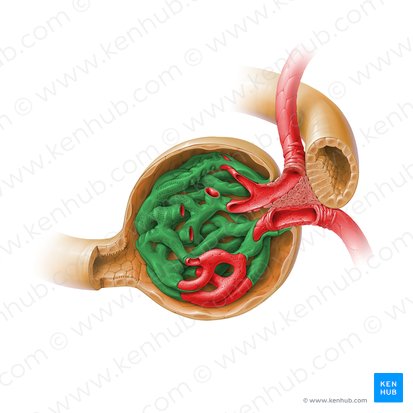 Visceral layer of glomerular capsule (Stratum viscerale capsulae glomerularis); Image: Paul Kim