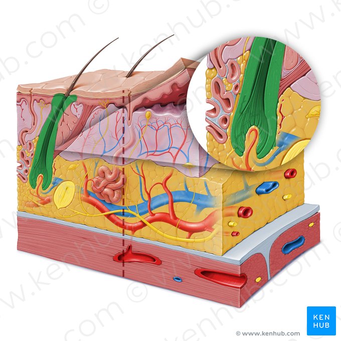 Hair follicle (Folliculus pili); Image: Paul Kim