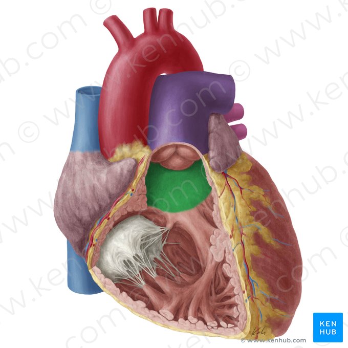 Conus arteriosus; Image: Yousun Koh