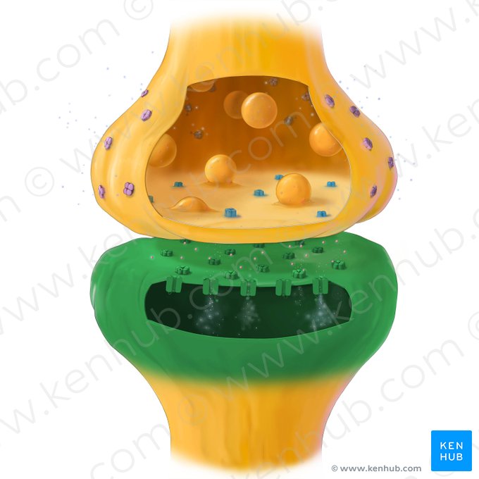 Postsynaptic terminal (Pars postsynaptica synapsis); Image: Tal Bavli Ziv