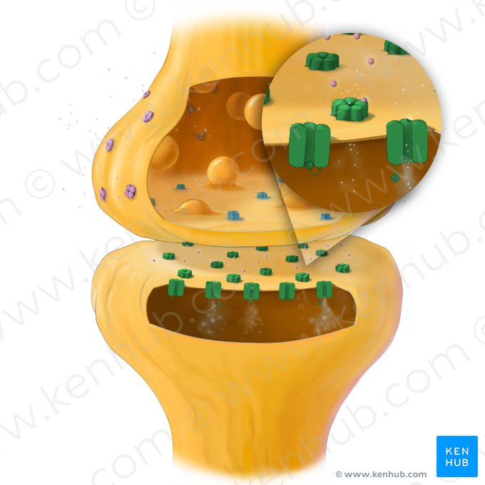 Neurorreceptor; Imagen: Tal Bavli Ziv
