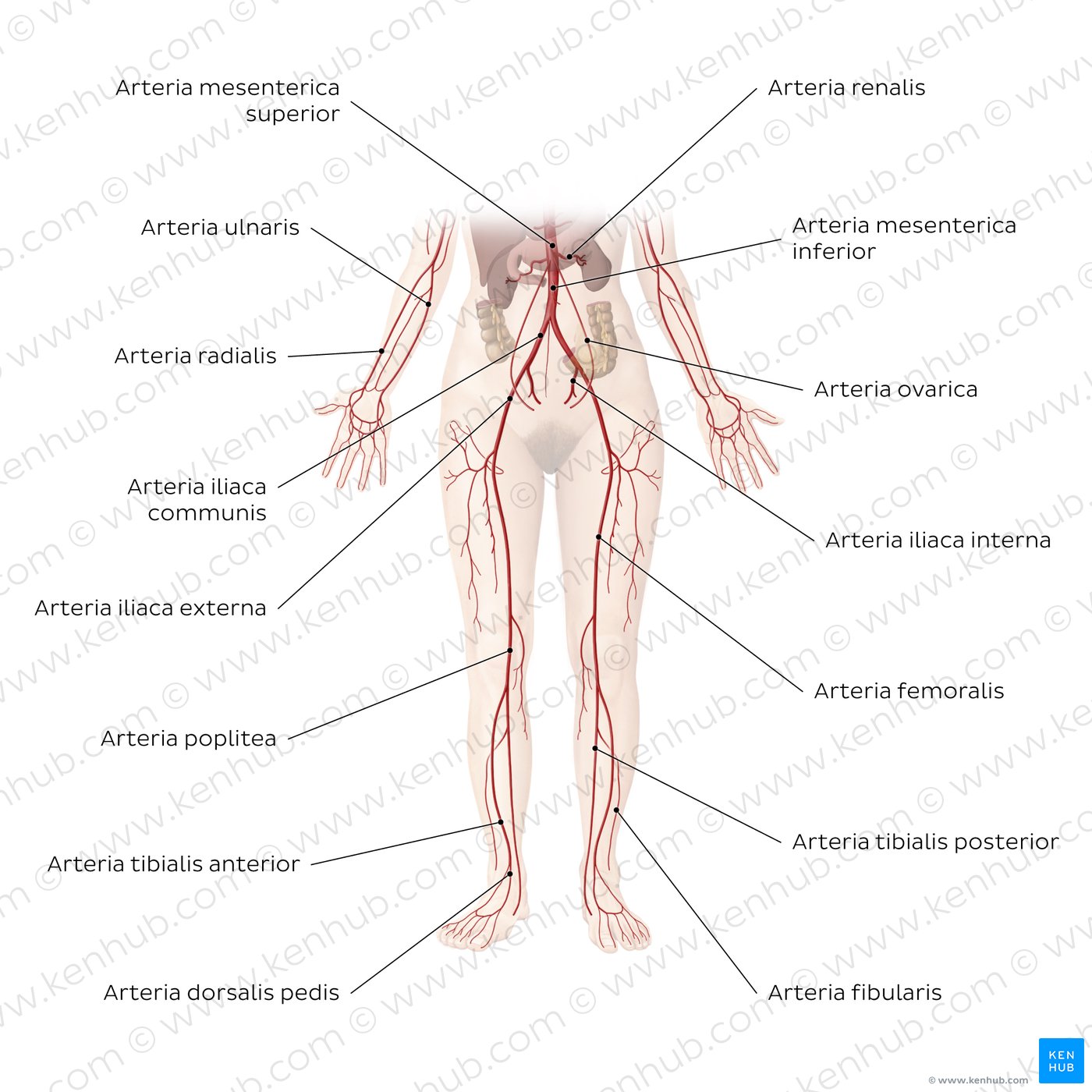 Arterien der unteren Körperhälfte