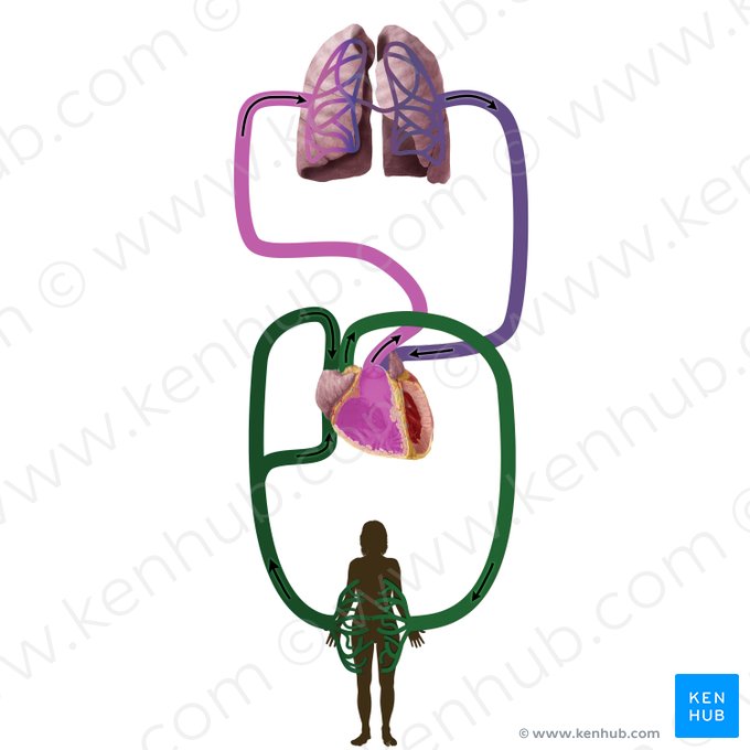 Systemic circulation (Circulatio systematis); Image: Begoña Rodriguez