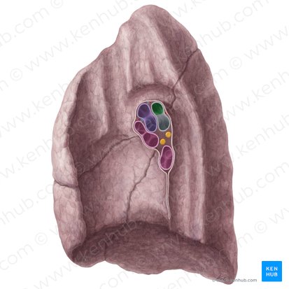 Right superior lobar bronchus (Bronchus lobaris superior dexter); Image: Yousun Koh