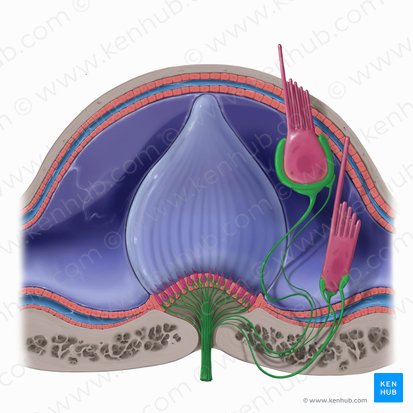 Vestibular nerve (Nervus vestibularis); Image: Tal Bavli Ziv
