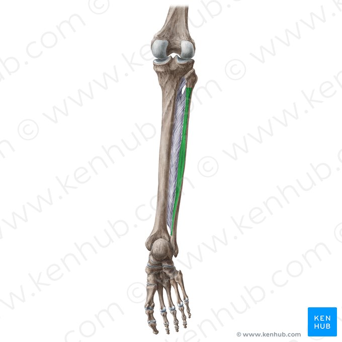 Posterior surface of fibula (Facies posterior fibulae); Image: Liene Znotina