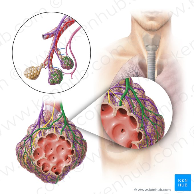 Pulmonary venule (Venula pulmonalis); Image: Paul Kim