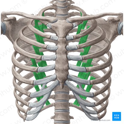 Subcostal muscles (Musculi subcostales); Image: Yousun Koh