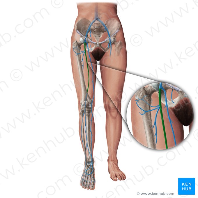 Femoral vein (Vena femoralis); Image: Paul Kim