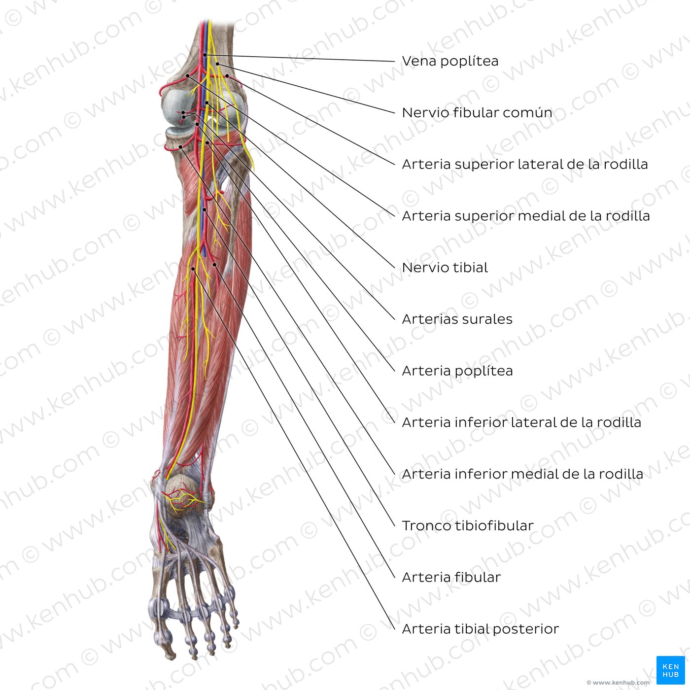 Vista posterior de las arterias y nervios de la rodilla y de la pierna