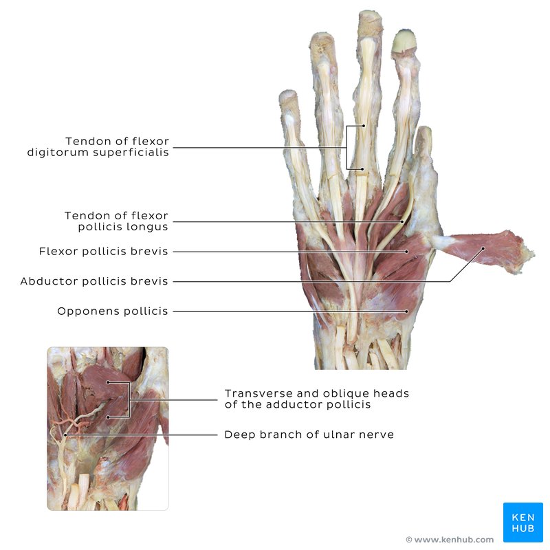 Thenar eminence muscles - cadaveric image