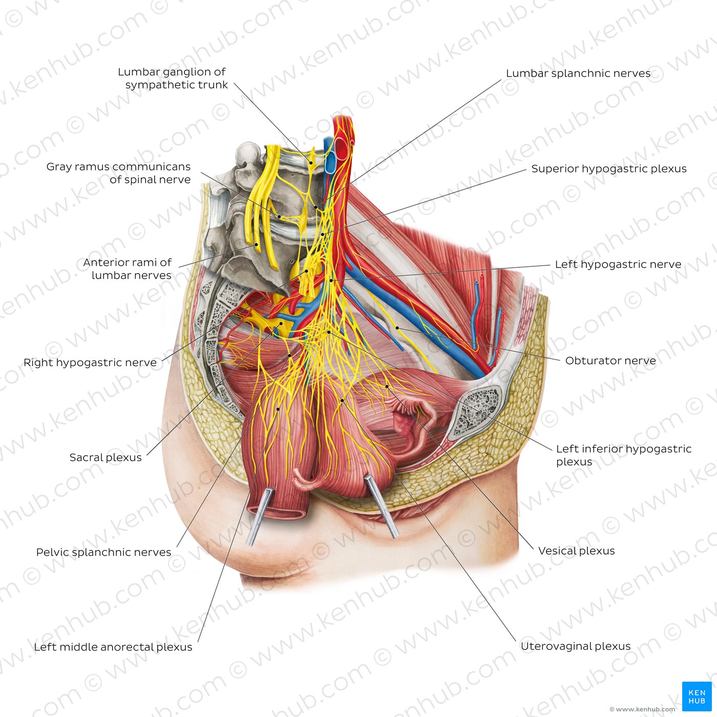 Nerves of the female pelvis (overview diagram)