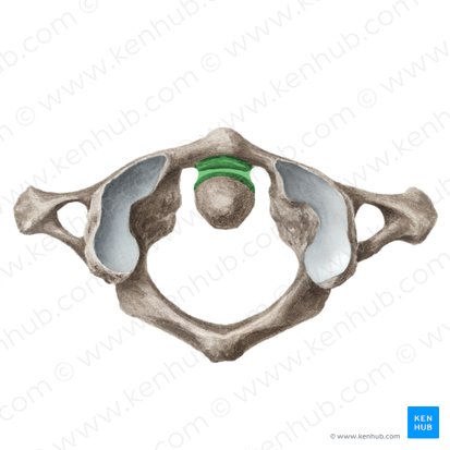 Median atlantoaxial joint (Articulatio atlantoaxialis mediana); Image: Liene Znotina