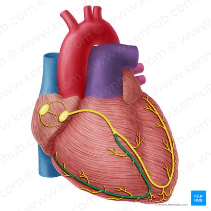 Right branch of atrioventricular bundle (Crus dextrum fasciculi atrioventricularis); Image: Yousun Koh