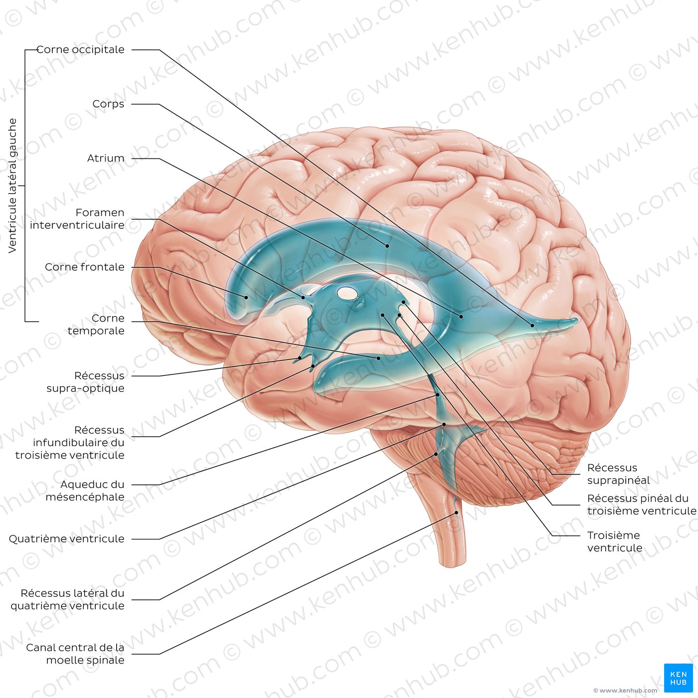 Ventricles of the brain