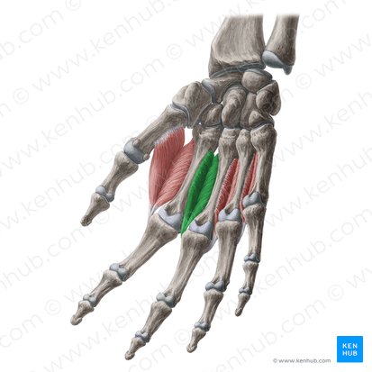 2° músculo interósseo dorsal (Musculus interosseus dorsalis 2 manus); Imagem: Yousun Koh