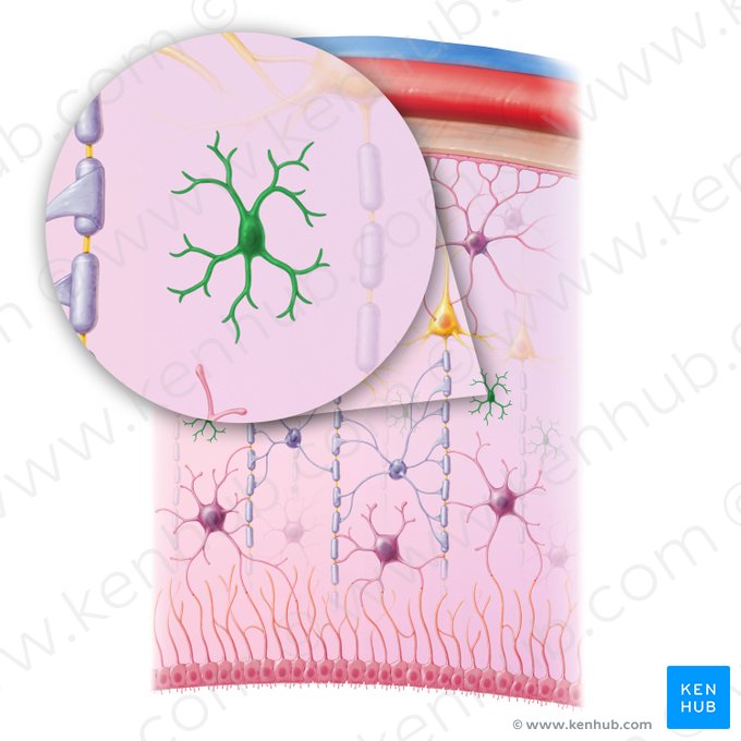 Microglial cell (Microgliocytus); Image: Paul Kim