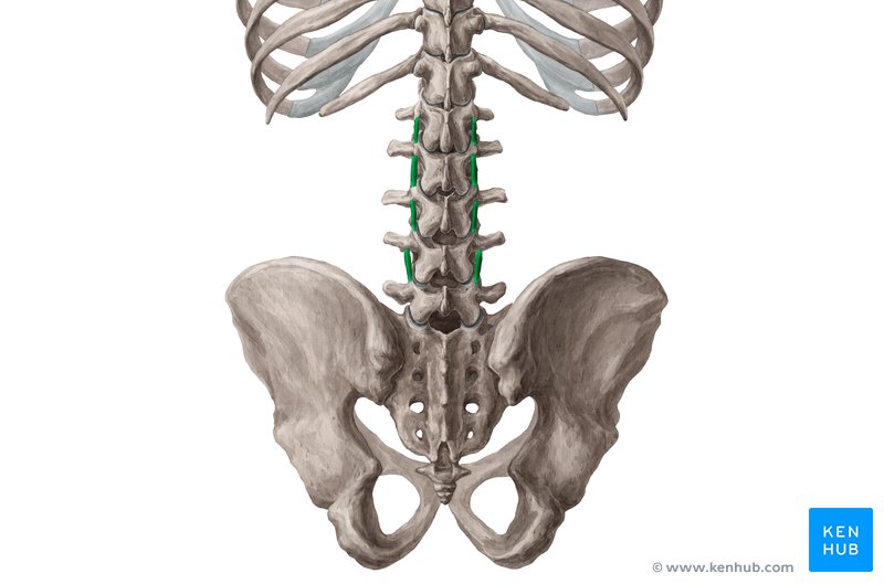 Intertransversarii mediales lumborum