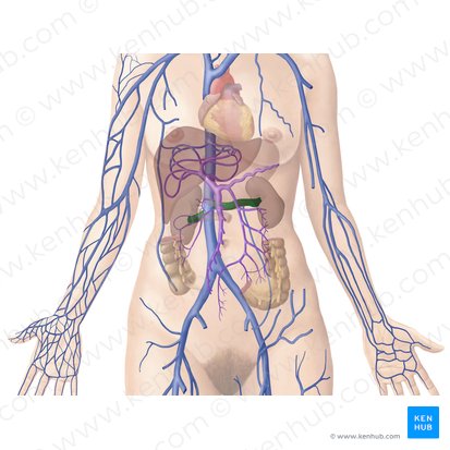 Renal vein (Vena renalis); Image: Begoña Rodriguez