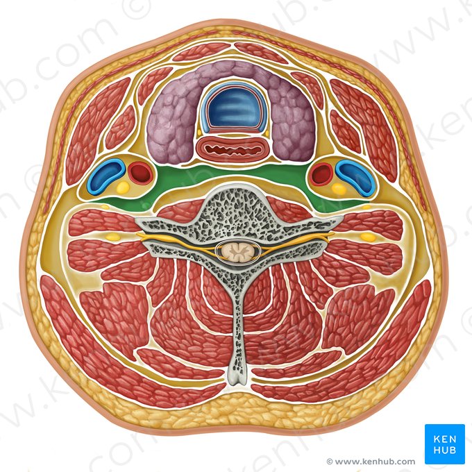 Retropharyngeal compartment (Compartimentum retropharyngeum); Image: Irina Münstermann