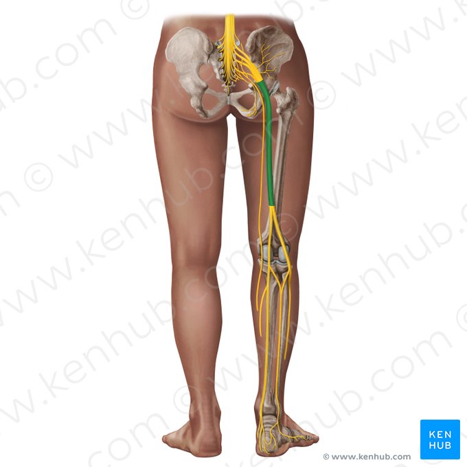 Sciatic nerve (Nervus ischiadicus); Image: Irina Münstermann