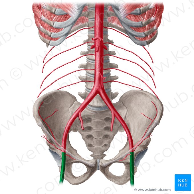 Femoral artery (Arteria femoralis); Image: Yousun Koh