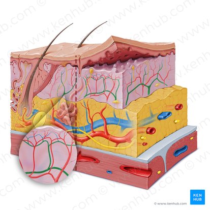 Dermal venous plexus (Plexus venosus dermalis); Image: Paul Kim