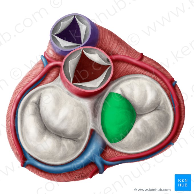 Septal leaflet of right atrioventricular valve (Cuspis septalis valvae atrioventricularis dextrae); Image: Yousun Koh