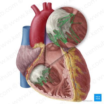 Cuerdas tendinosas de la valva atrioventricular derecha (Chordae tendineae valvae atrioventricularis dextrae); Imagen: Yousun Koh