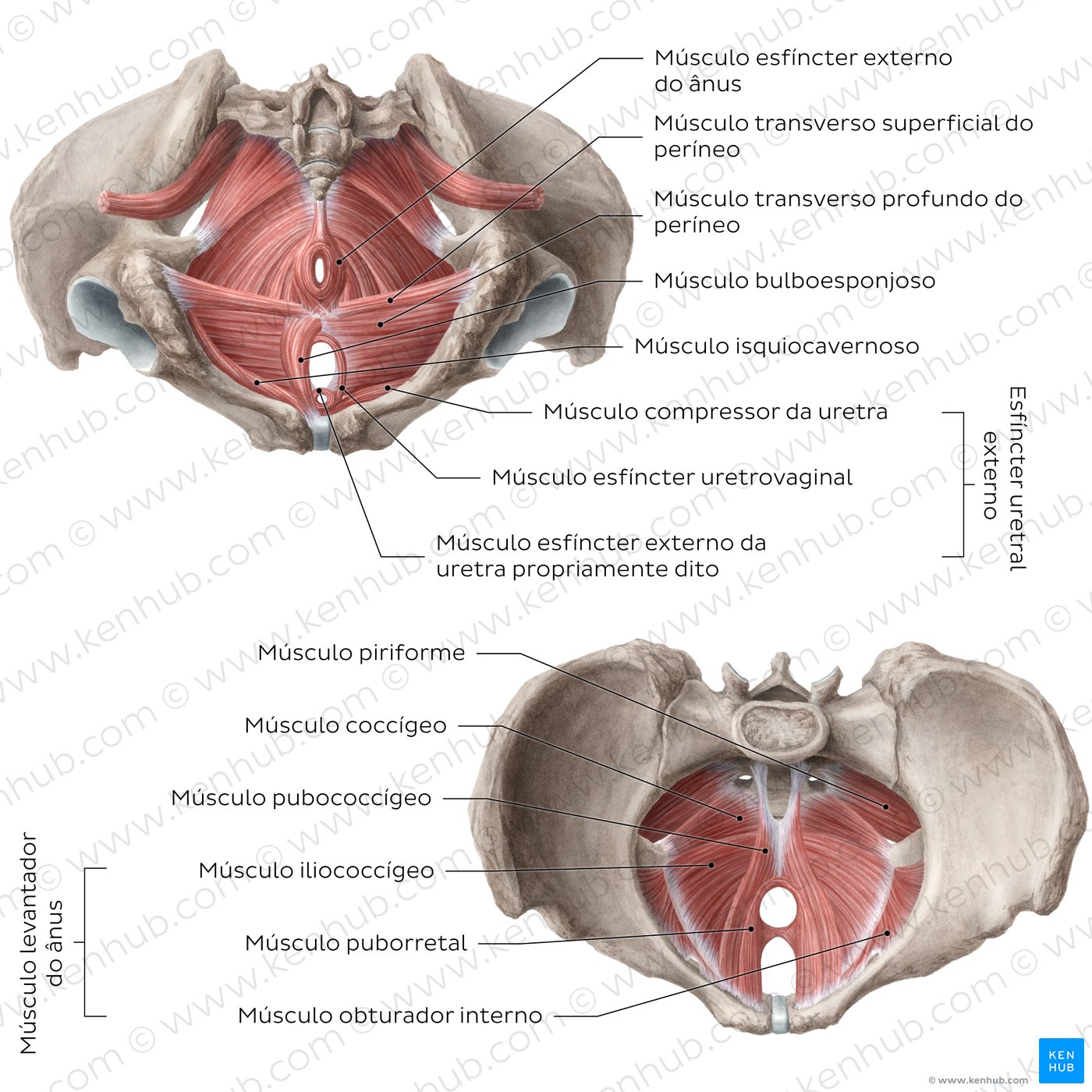 Assoalho pélvico - um diagrama