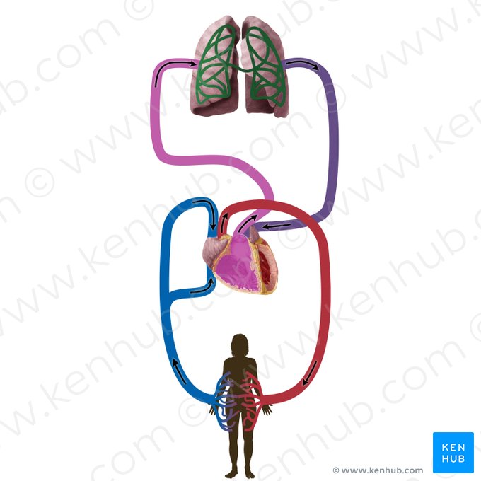 Capillary network of lungs (Rete capillare pulmonale); Image: Begoña Rodriguez