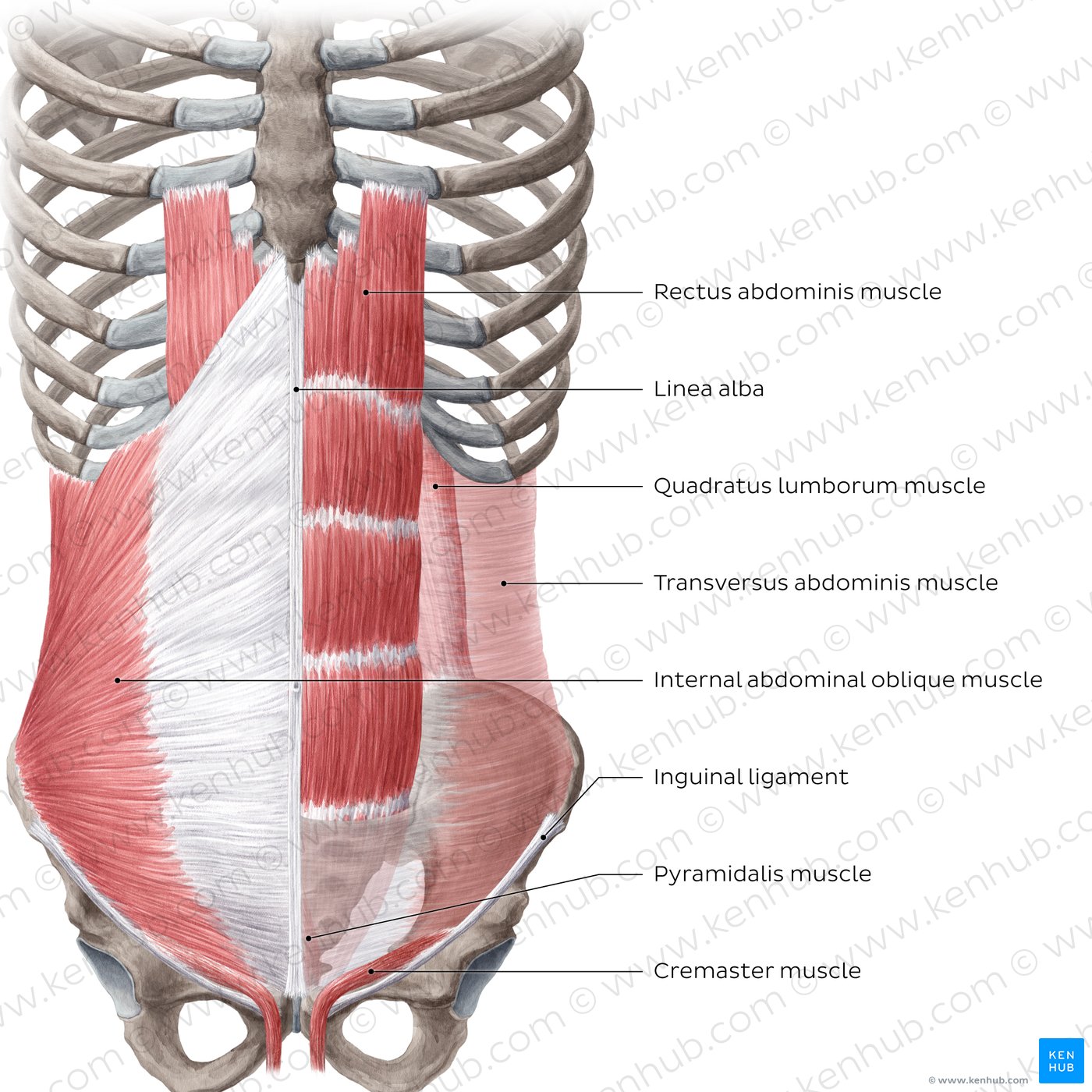 Muscles of the abdominal wall