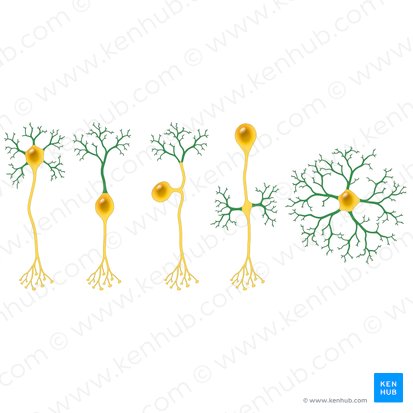 Dendrites (Dendrita); Image: Paul Kim
