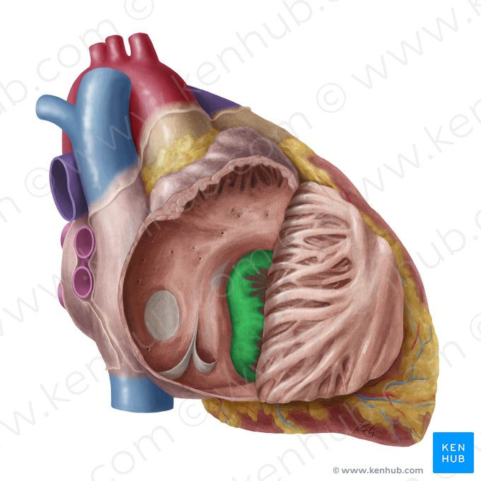 Right atrioventricular valve (Valva atrioventricularis dextra); Image: Yousun Koh