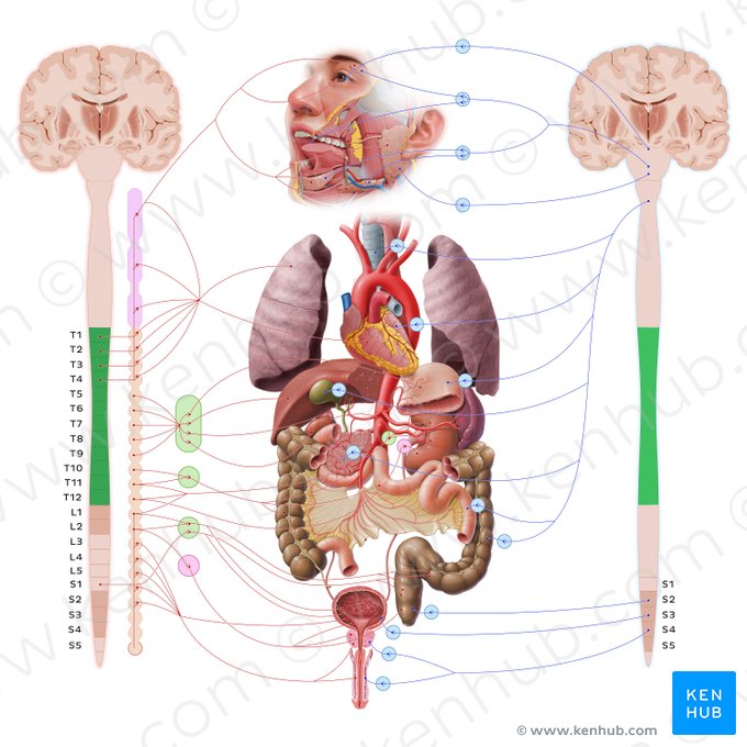 Porción torácica de la médula espinal (Pars thoracica medullae spinalis); Imagen: Paul Kim