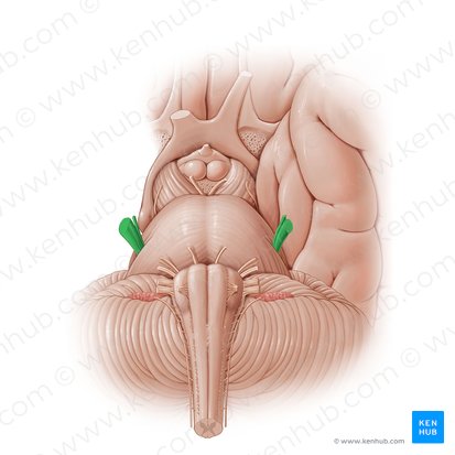 Trigeminal nerve (Nervus trigeminus); Image: Paul Kim