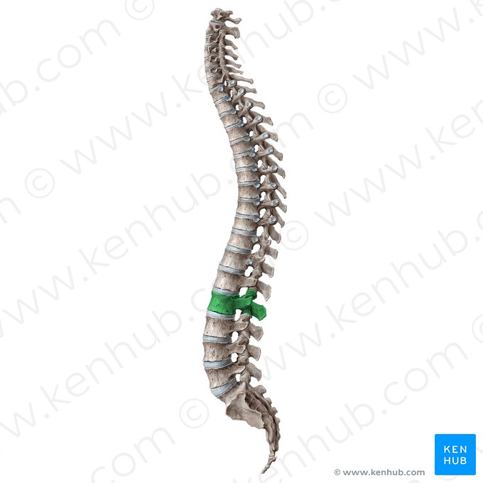 Vértebra L2 (Vertebra L2); Imagem: Liene Znotina