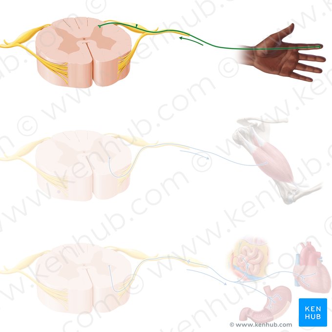 Neurona sensitiva (Neuron sensorius); Imagen: Paul Kim