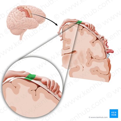 Corteza motora del codo (Cortex motorius regionis cubiti); Imagen: Paul Kim