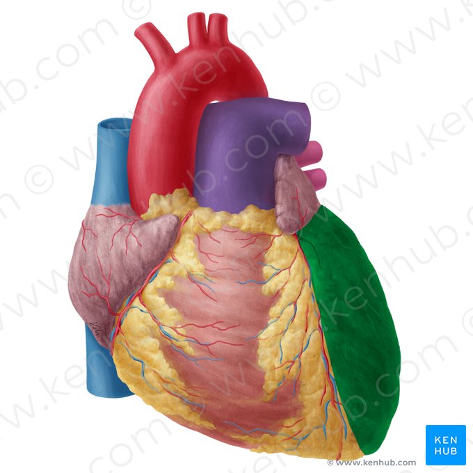 Left ventricle of heart (Ventriculus sinister cordis); Image: Yousun Koh
