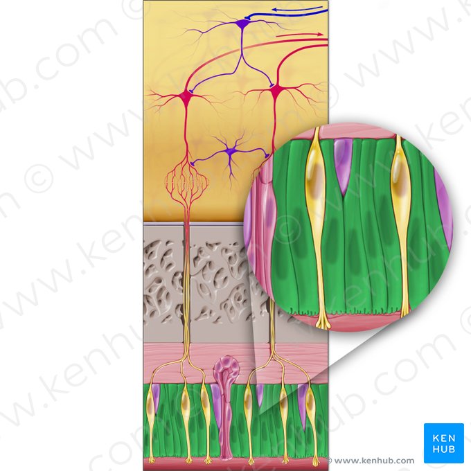 Supporting epithelial cell (Epitheliocytus sustenans); Image: Paul Kim