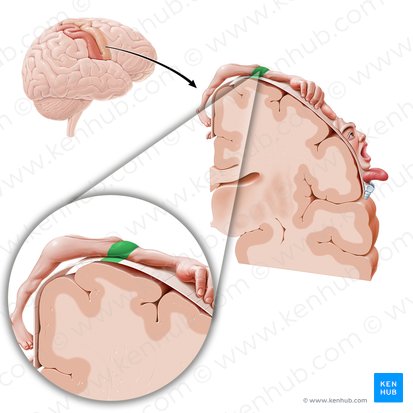 Corteza motora del hombro (Cortex motorius regionis omi); Imagen: Paul Kim