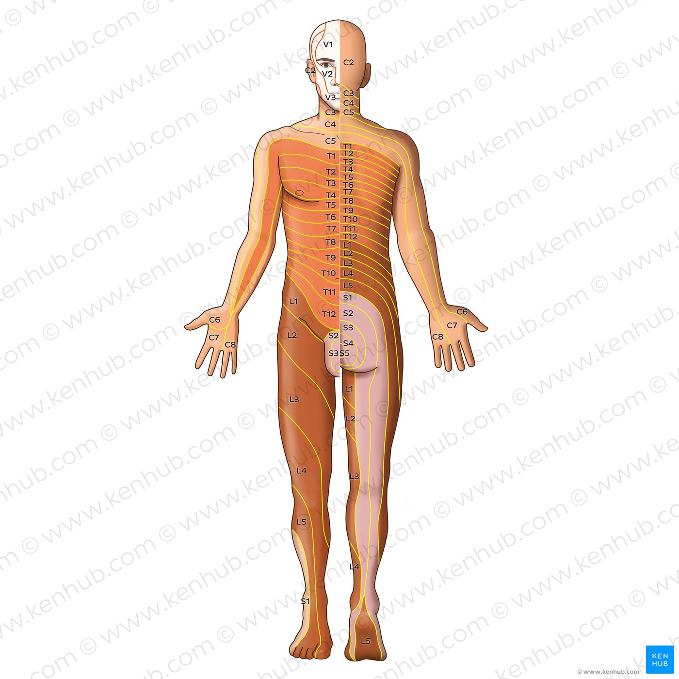 Dermatome